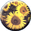OLEAGINOSAS